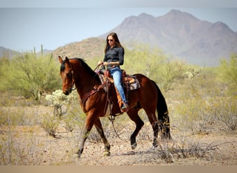 American Quarter Horse, Gelding, 10 years, 15.2 hh, Bay