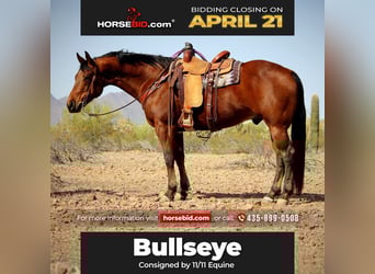 American Quarter Horse, Gelding, 10 years, 15.2 hh, Bay