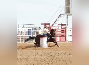 American Quarter Horse, Gelding, 10 years, 15.2 hh, Bay