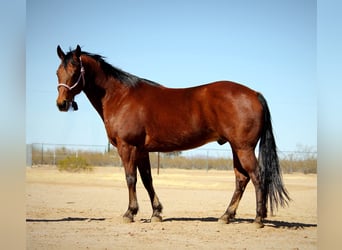 American Quarter Horse, Gelding, 10 years, 15.2 hh, Bay