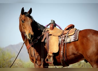 American Quarter Horse, Gelding, 10 years, 15.2 hh, Bay