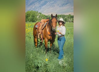American Quarter Horse, Gelding, 10 years, 15.2 hh, Bay