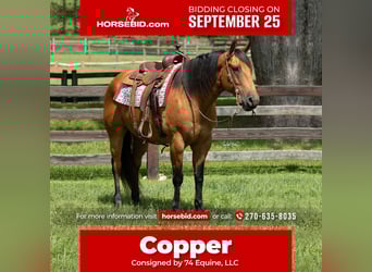 American Quarter Horse, Gelding, 10 years, 15.2 hh, Buckskin