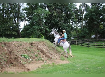 American Quarter Horse, Gelding, 10 years, 15.2 hh, Gray-Dapple