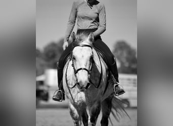 American Quarter Horse, Gelding, 10 years, 15.2 hh, Gray