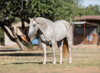 American Quarter Horse, Gelding, 10 years, 15,2 hh, Gray