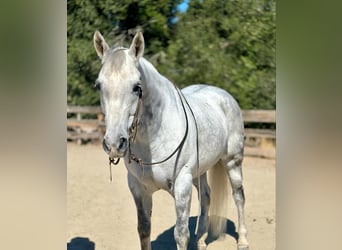 American Quarter Horse, Wallach, 10 Jahre, 15,2 hh, Schimmel