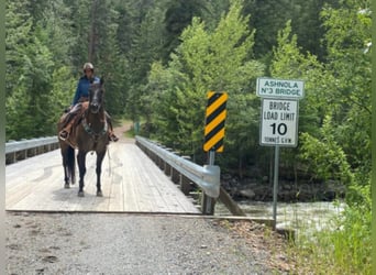 American Quarter Horse, Wallach, 10 Jahre, 15,2 hh, Grullo