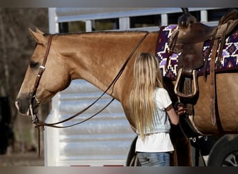 American Quarter Horse, Gelding, 10 years, 15.2 hh, Palomino