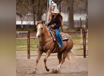 American Quarter Horse, Gelding, 10 years, 15.2 hh, Palomino