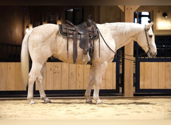 American Quarter Horse, Gelding, 10 years, 15.2 hh, Palomino