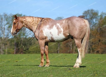 American Quarter Horse, Gelding, 10 years, 15.2 hh, Pinto