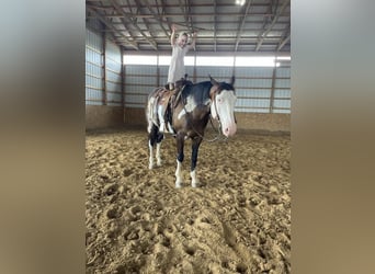 American Quarter Horse, Gelding, 10 years, 15.2 hh, Pinto