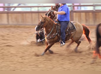 American Quarter Horse, Gelding, 10 years, 15.2 hh, Red Dun