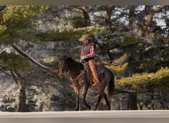 American Quarter Horse, Gelding, 10 years, 15.2 hh, Roan-Bay