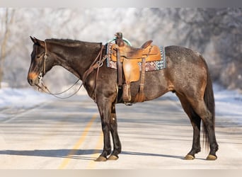 American Quarter Horse, Gelding, 10 years, 15.2 hh, Roan-Bay