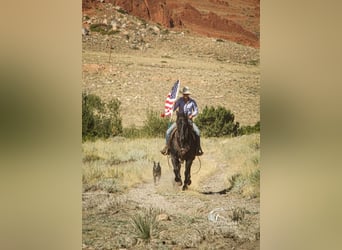 American Quarter Horse, Gelding, 10 years, 15.2 hh, Roan-Blue