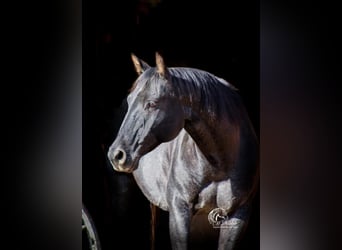 American Quarter Horse, Gelding, 10 years, 15.2 hh, Roan-Blue