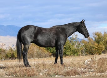 American Quarter Horse, Gelding, 10 years, 15.2 hh, Roan-Blue