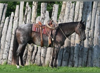 American Quarter Horse, Gelding, 10 years, 15.2 hh, Roan-Blue