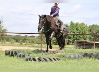 American Quarter Horse, Gelding, 10 years, 15.2 hh, Roan-Blue