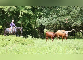 American Quarter Horse, Gelding, 10 years, 15.2 hh, Roan-Blue