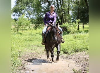 American Quarter Horse, Gelding, 10 years, 15.2 hh, Roan-Blue