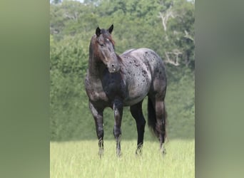American Quarter Horse, Gelding, 10 years, 15.2 hh, Roan-Blue