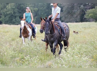 American Quarter Horse, Gelding, 10 years, 15.2 hh, Roan-Blue