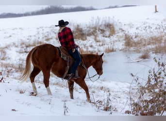 American Quarter Horse, Gelding, 10 years, 15.2 hh, Sorrel