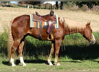 American Quarter Horse, Gelding, 10 years, 15.2 hh, Sorrel