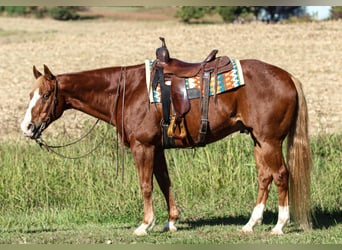 American Quarter Horse, Gelding, 10 years, 15.2 hh, Sorrel