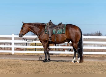 American Quarter Horse, Gelding, 10 years, 15.3 hh, Bay