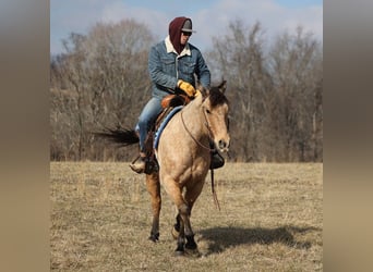 American Quarter Horse, Gelding, 10 years, 15,3 hh, Brown-Light