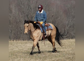 American Quarter Horse, Gelding, 10 years, 15,3 hh, Brown-Light