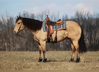 American Quarter Horse, Gelding, 10 years, 15,3 hh, Brown-Light