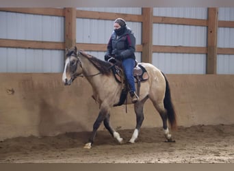 American Quarter Horse, Gelding, 10 years, 15.3 hh, Buckskin