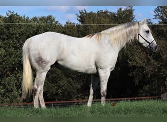 American Quarter Horse, Gelding, 10 years, 15.3 hh, Gray