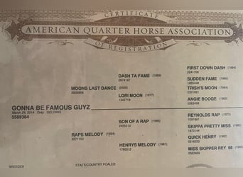 American Quarter Horse, Gelding, 10 years, 15.3 hh, Gray