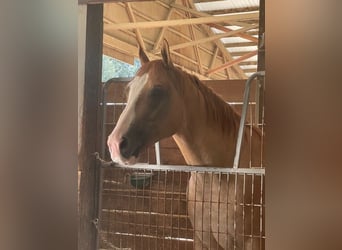 American Quarter Horse, Gelding, 10 years, 15,3 hh, Red Dun