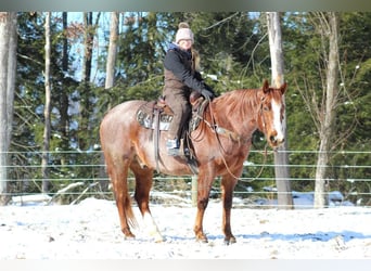 American Quarter Horse, Gelding, 10 years, 15,3 hh, Roan-Red