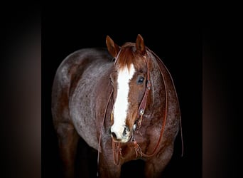 American Quarter Horse, Gelding, 10 years, 15,3 hh, Roan-Red