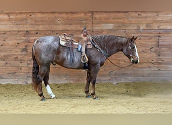 American Quarter Horse, Gelding, 10 years, 15,3 hh, Roan-Red