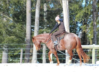 American Quarter Horse, Gelding, 10 years, 15,3 hh, Roan-Red