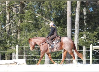 American Quarter Horse, Gelding, 10 years, 15,3 hh, Roan-Red