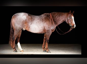 American Quarter Horse, Gelding, 10 years, 15,3 hh, Roan-Red