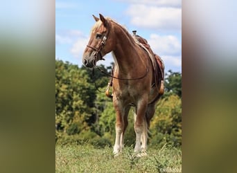 American Quarter Horse, Gelding, 10 years, 15.3 hh, Sorrel