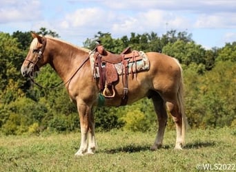 American Quarter Horse, Gelding, 10 years, 15.3 hh, Sorrel