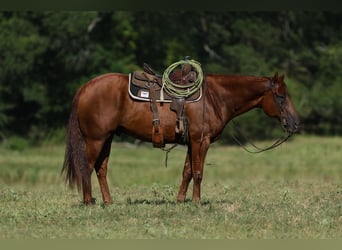 American Quarter Horse, Gelding, 10 years, 15.3 hh, Sorrel