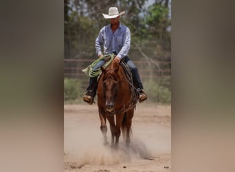 American Quarter Horse, Gelding, 10 years, 15.3 hh, Sorrel